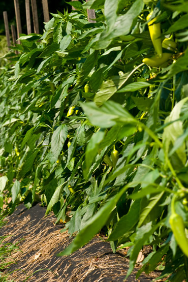 Yellow Peppers